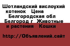 Шотландский вислоухий котенок › Цена ­ 3 000 - Белгородская обл., Белгород г. Животные и растения » Кошки   